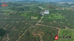 江华：3.2万亩瑶山雪梨成熟上市