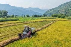 （组图新闻）道县：早稻开镰收割