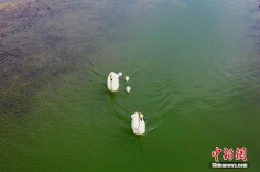 新疆巴音布鲁克野生天鹅进入育雏季