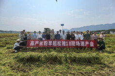 湖南省农业科学院选育的米粉专用型水稻新品种“松雅18”在浏阳喜获丰收