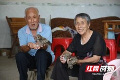 湖南新田接力救助领角鸮