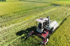 三湘时评丨“双抢”抢什么