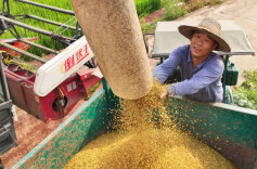 稻香Buff拉满！湖南多地早稻丰收火热进行时……