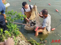 辰溪县谭家场乡：稻花鱼苗送进村  群众增收助振兴