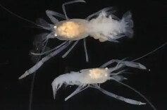 我国深海科考发现70多个新物种