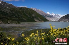 西藏来古冰川夏日风光壮美