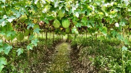 “湘”村振兴景正好 | 团结村：瓜蒌满架待丰收