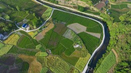 湖南永顺：莓茶飘香绘乡村振兴“丰”景