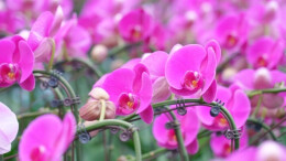 中方县新建镇：兰花基地育苗忙，“美丽经济”兴乡村