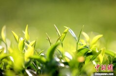 广西三江：雨润茶园景如画