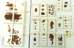 出土于长沙的国宝子弹库帛书二、三卷回归祖国