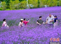 湖北巴东：七彩花海“圈粉”游客