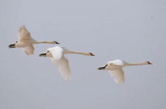 新化县召开护鸟清网集中整治推进工作会议