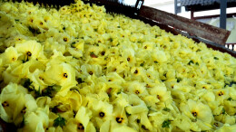 桑植县廖家村镇：黄蜀葵产业成为富民强村“金色名片”