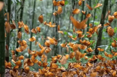 “蝴蝶大爆发”，哪里才得见？