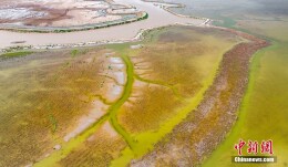 江苏盐城：黄海湿地现“潮汐树”景观 宛如游龙蜿蜒滩涂之上