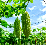 文萃新知｜苦瓜：夏天必吃的“君子菜”