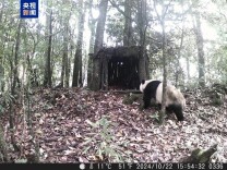 主动入住！红外相机见证野生大熊猫“认可”人工新家