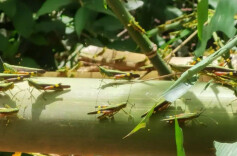 安化：打响治蝗攻坚战 守护104万亩林海