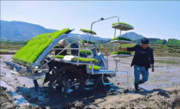 黄超：从“中华杂交水稻制种第一县”走出来的“新农人”