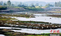 湖北南漳白鹭安居 点染生态水墨画