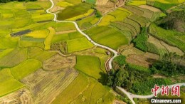 广西罗城：早稻“丰”景美