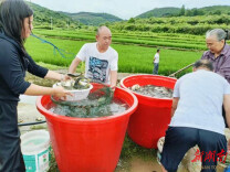 辰溪县船溪乡：稻花鱼苗跃入田 产业振兴添新翼
