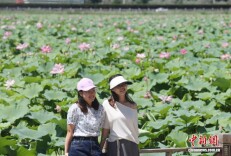 宁夏银川：夏日湿地荷飘香