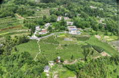 桑植县：新发现三鹤园生态茶园