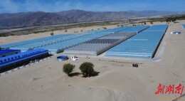 在狼牙刺都难生长的地方“沙里淘金” ——湖南援藏企业“绿之源”在高原沙荒地种出有机蔬果