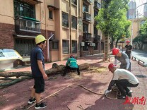 危树“闹心”15分钟清除 雨花区井巷社区“生态绿”绘就“和美景”