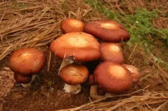 “稻草种菇”环保又致富