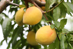 注滋口黄桃开园迎客 百亩桃林邀您品鲜