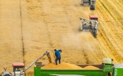 岳麓山评论丨责任悬浮，“高标准农田”怎能落地？