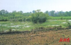 青苇作证：墩子堰的骨