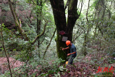 泸溪县潭溪镇新寨坪村古树名木保护迈入新赛道