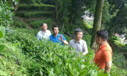 新宁县：精准监督，激活“一片叶子”的“绿色引擎”