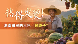 海报 | 热得发烫！湖南田里的六色“钱袋子”