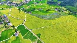 福地怀化 · 锦绣会同 | 连山乡宝照村：改造田垄间 稻穗盈满枝