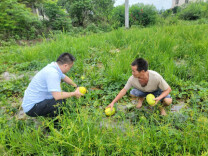 常德农商银行牛鼻滩支行：金融柜台延伸到田埂