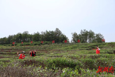 助推“绿叶”变“金叶”，湘大学子赋能千年贡茶之乡