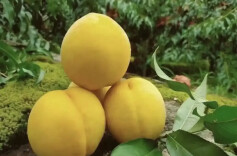 三湘时评丨“以桃为媒”的产业融合智慧