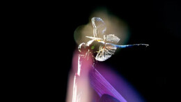 从《精灵舞者》看黑底之下蜻蜓的灵动……