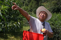 四千斤黄桃急盼销路！平江一户多残家庭用汗水种出的甜，期待帮扶！