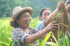 “ 云端 ”架桥，代表当“店小二”，大树坳乡直播“嗨”