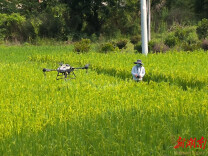 辰溪县黄溪口镇：科技赋能 无人机开启“飞行模式”为稻田披上“防护衣”