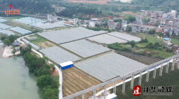 江华沱江镇天桥村：阳光玫瑰迎丰收品质领“鲜”俏四方