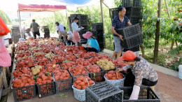 “甜蜜”上市！ 黄桃采摘正当时