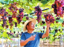 葡萄挂满枝头果农喜上眉头