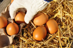 冲上热搜！鸡蛋储存前，到底要清洗吗？